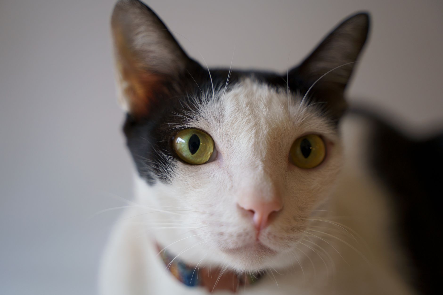 Portrait of a cat at a veterinary clinic