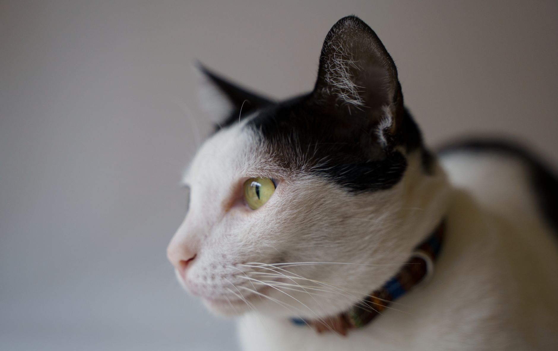Portrait of a cat at a veterinary clinic