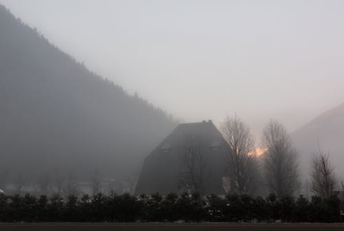 Silhouette of Bare Trees during Sunrise