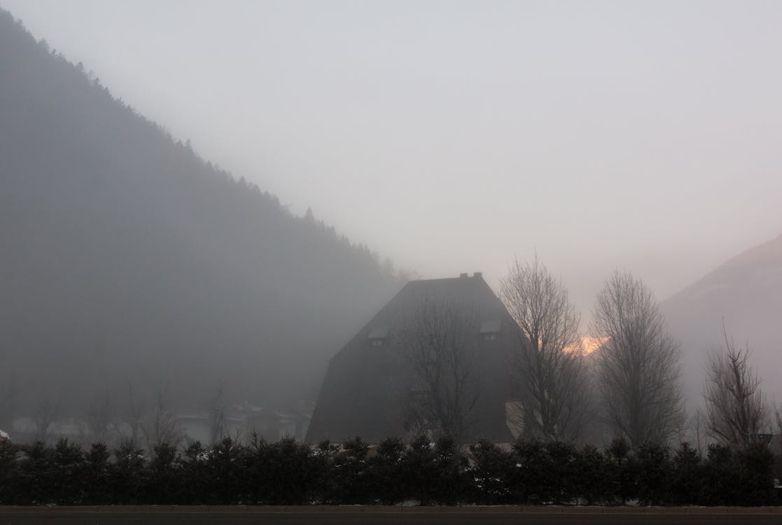 Schattenbild Der Bloßen Bäume Während Des Sonnenaufgangs