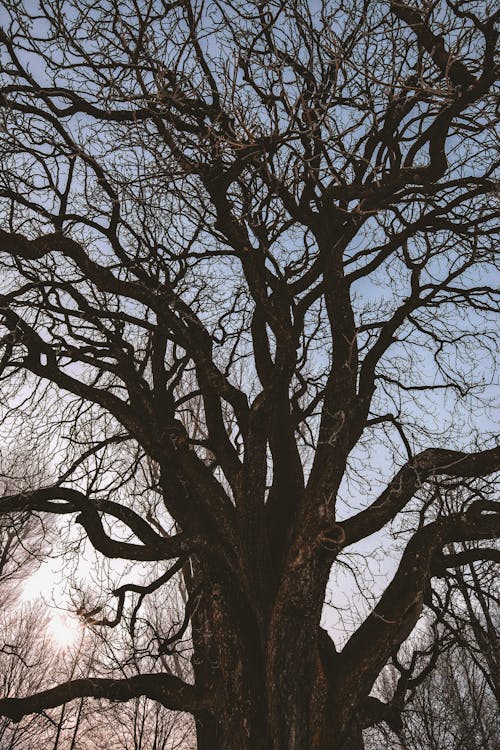 Free Czarne Bezlistne Drzewo Stock Photo
