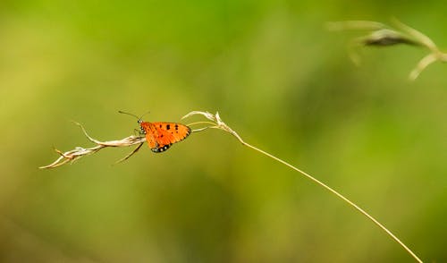 Foto profissional grátis de artrópode, borboleta, empoleirado