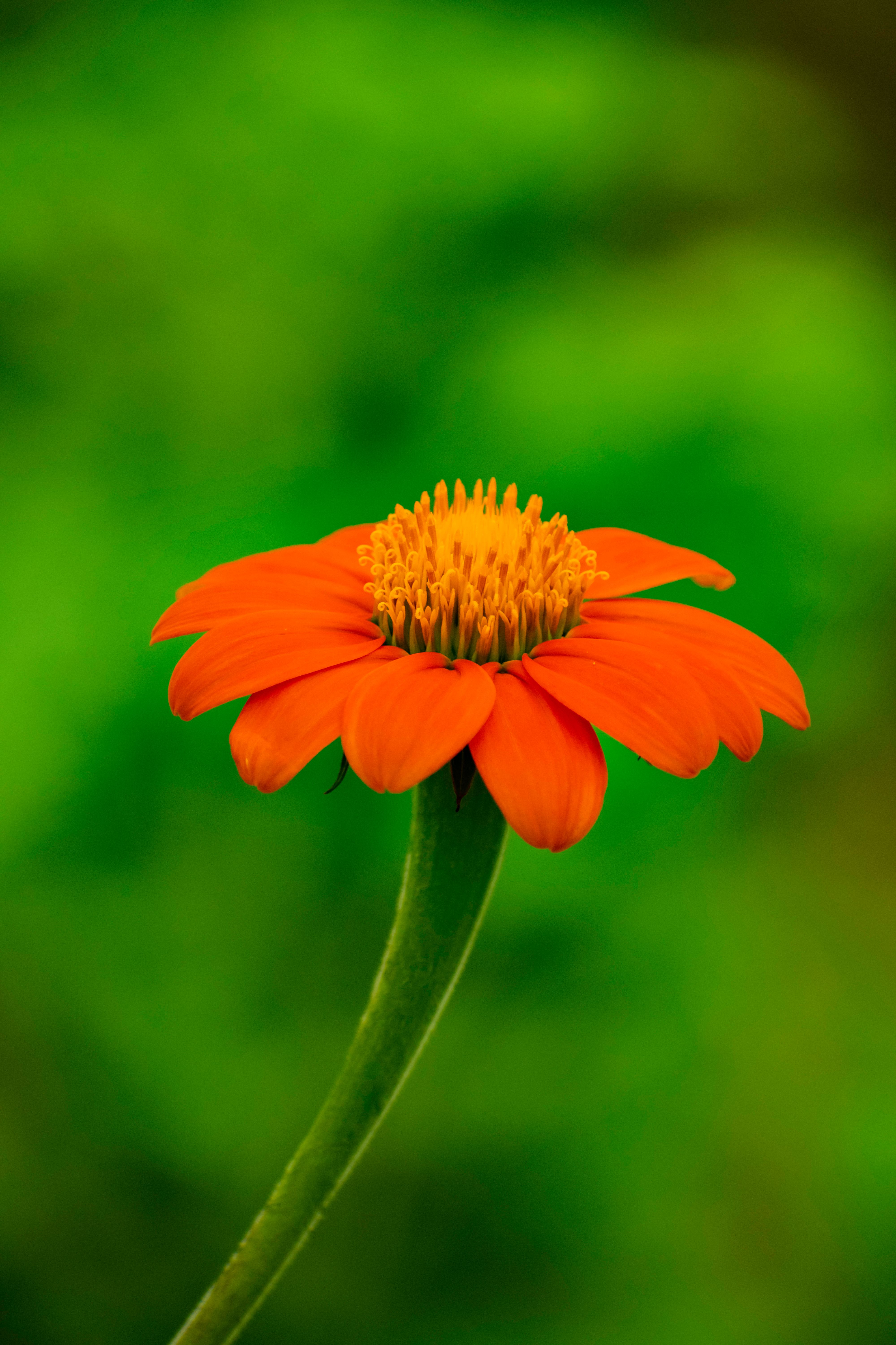 Mexican sunflower stalk with orange flower in bloom