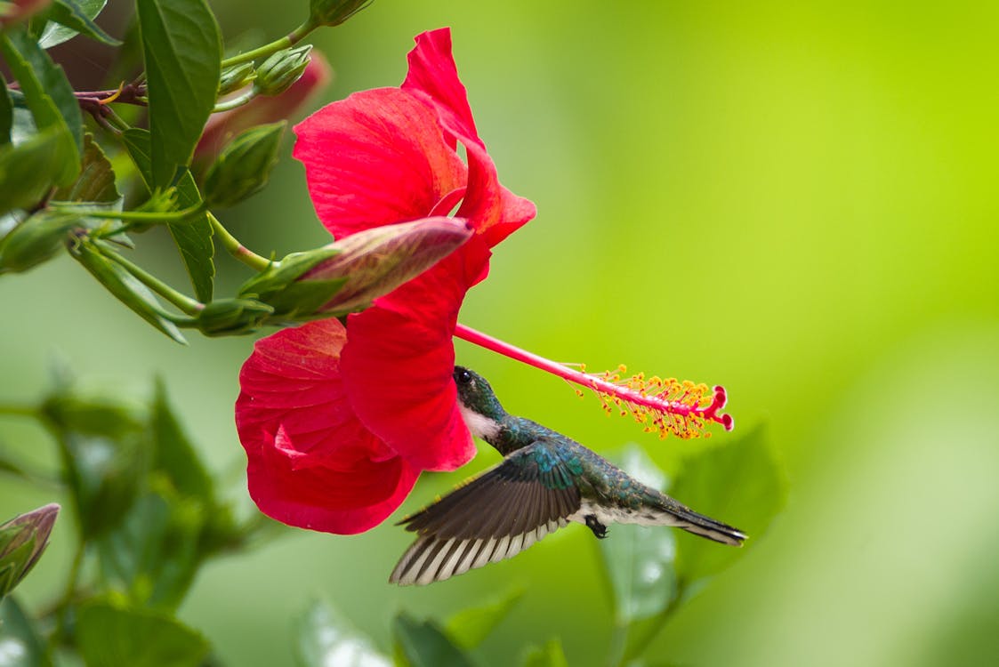 Free stock photo of colibri, flower, hummingbird