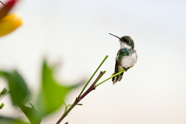 Hummingbird On Plant