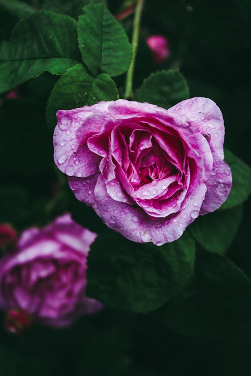 Close-u of a Pink Rose with Raindrops on Petals 