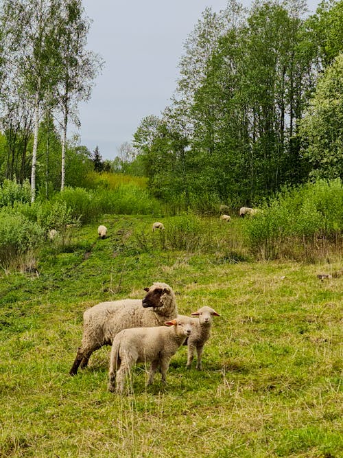 
Sheep on a Grassland