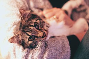 Tricia's cat, a fixture in her lifestyle content