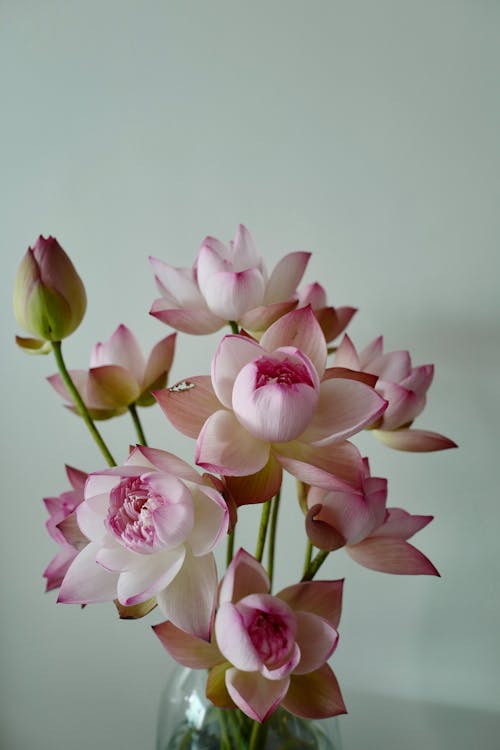 Základová fotografie zdarma na téma "indický lotus", bílé pozadí, flóra