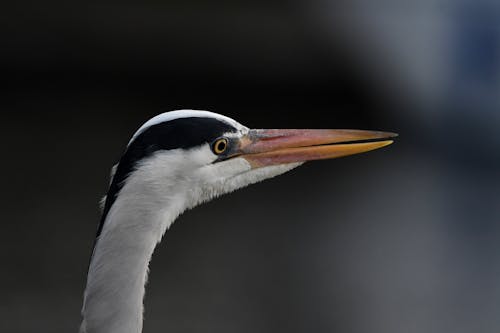 Free Side View of a Black and White Heron's Head Stock Photo