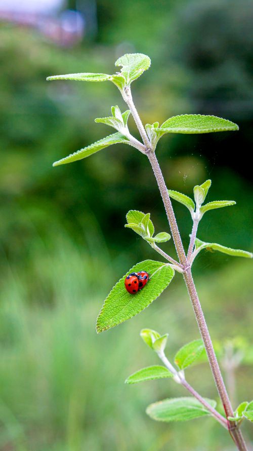 Free stock photo of intimate, ladybug, love Stock Photo