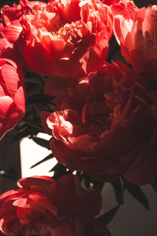 Free Stunning close-up of vibrant red peonies in full bloom, showcasing delicate petals and rich color. Stock Photo