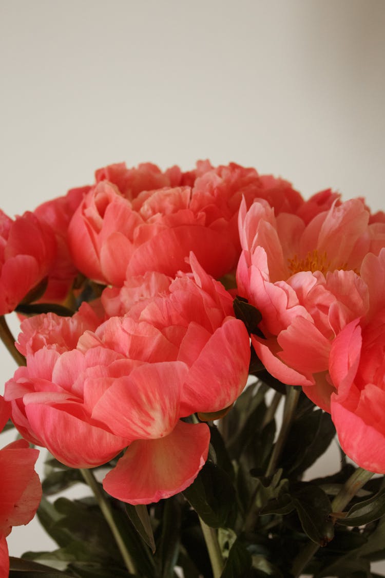 Pink Peony Flowers 