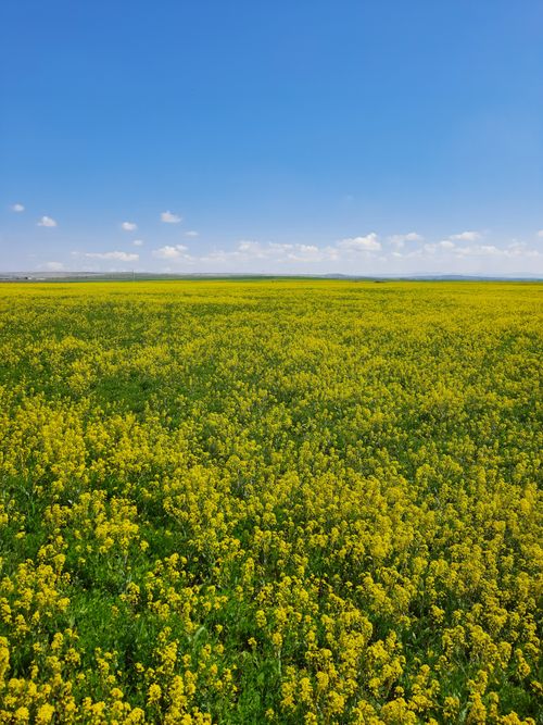 Free Expansive field of yellow flowers stretching under a clear blue sky, captured on a sunny day. Stock Photo
