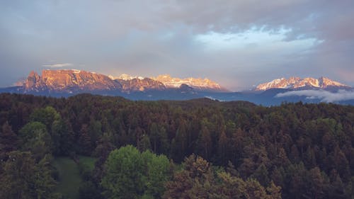 Aerial View of Trees in the Forest