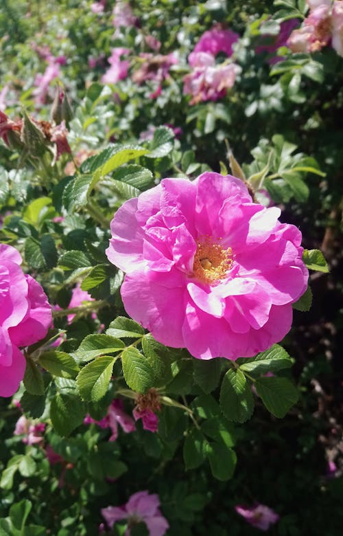 Close-Up Shot of a Beautiful Pink Ground Rose