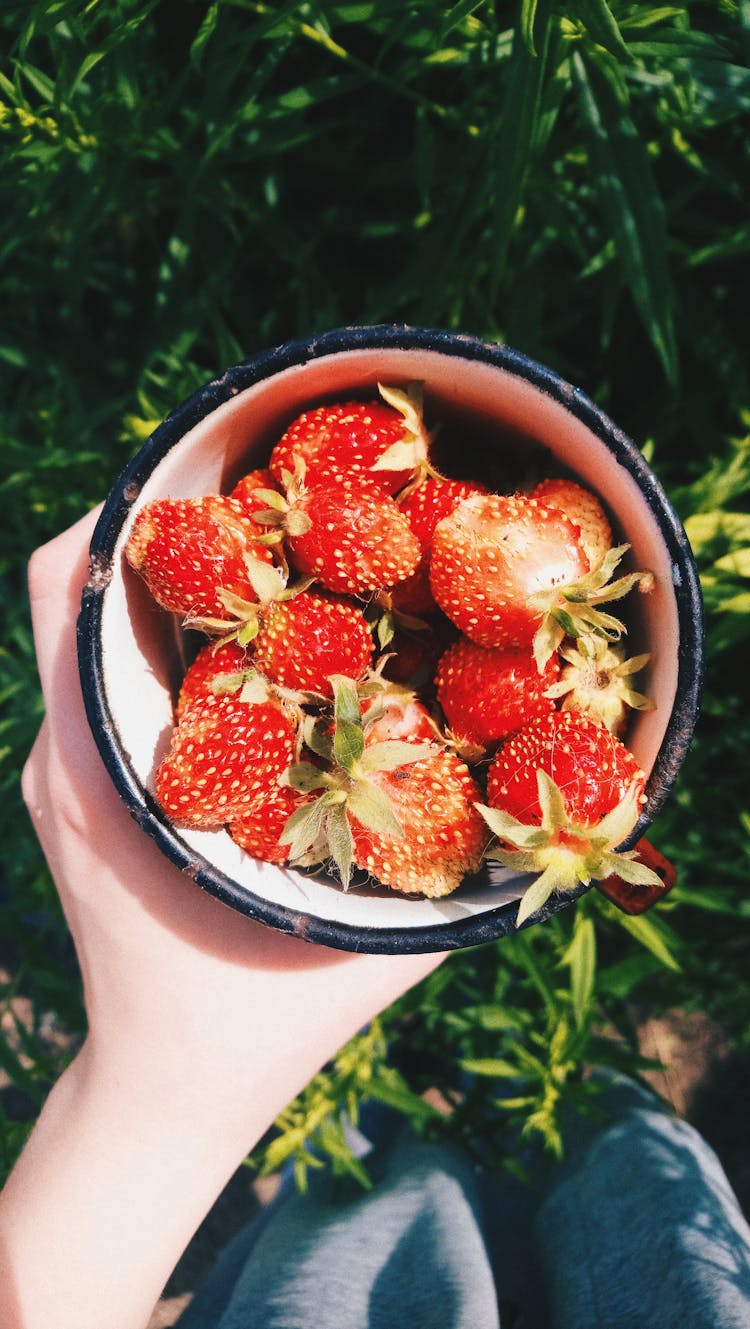 Person Holding A Bowl Of Fresh Red Strawberries