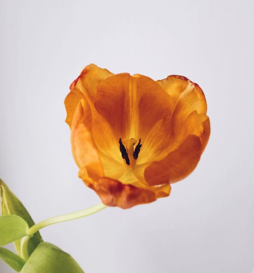 Yellow Flower in Close-up Photography