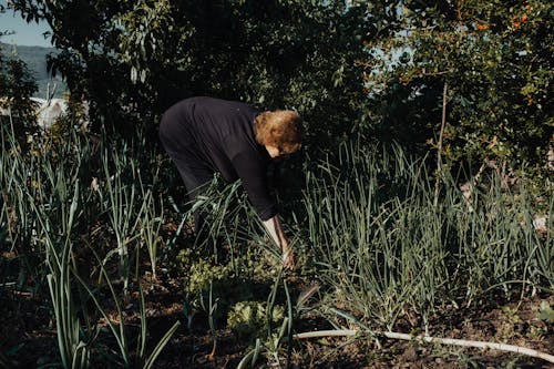 Free A Woman in a Black Long Sleeve Shirt Gardening Stock Photo