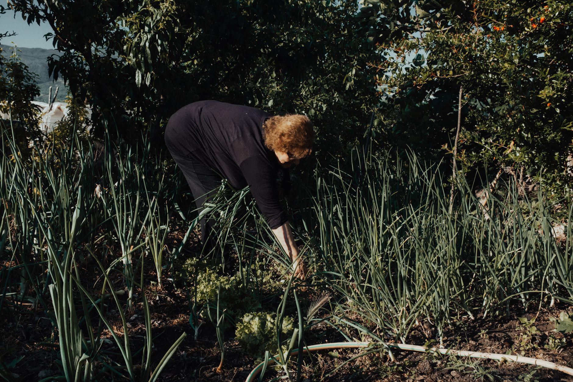 Beyond the Pull: Mastering Post-Weeding Strategies to Prevent Immediate Regrowth in Your Vegetable and Flower Beds