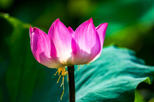 Close-Up Shot of a Pink Lotus Flower in Bloom