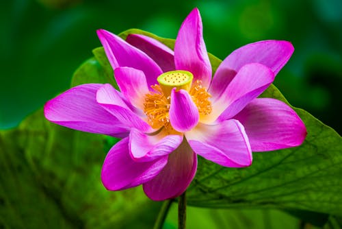 Free Pink Water Lily Flower in Macro Shot Stock Photo