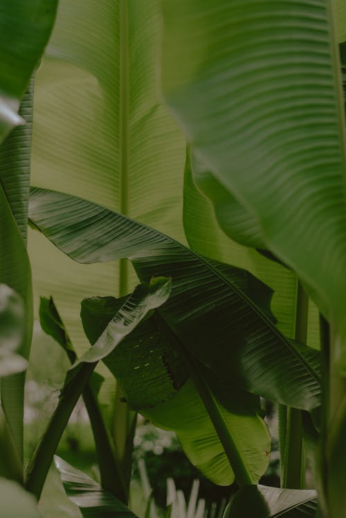 Close Up Photo of Green Banana Leaves