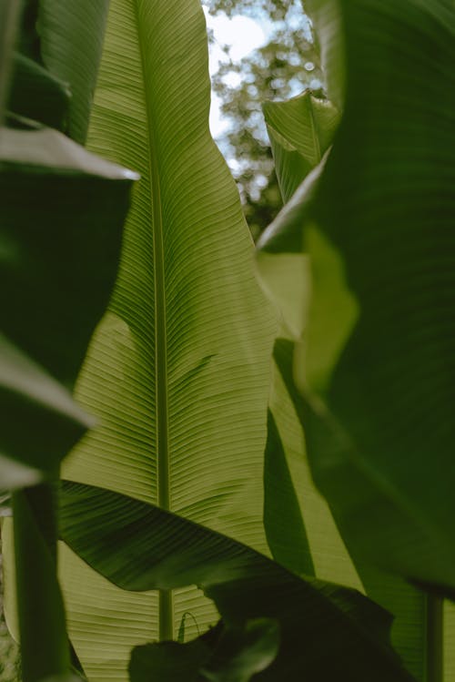 Close Up Photo of Banana Leaves