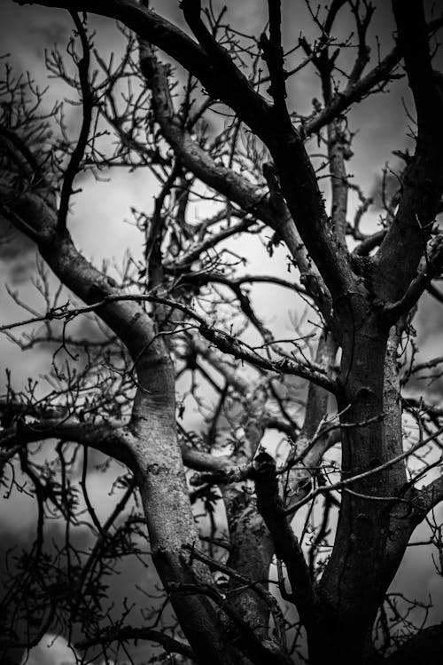 Foto d'estoc gratuïta de arbre, blanc i negre, bnw