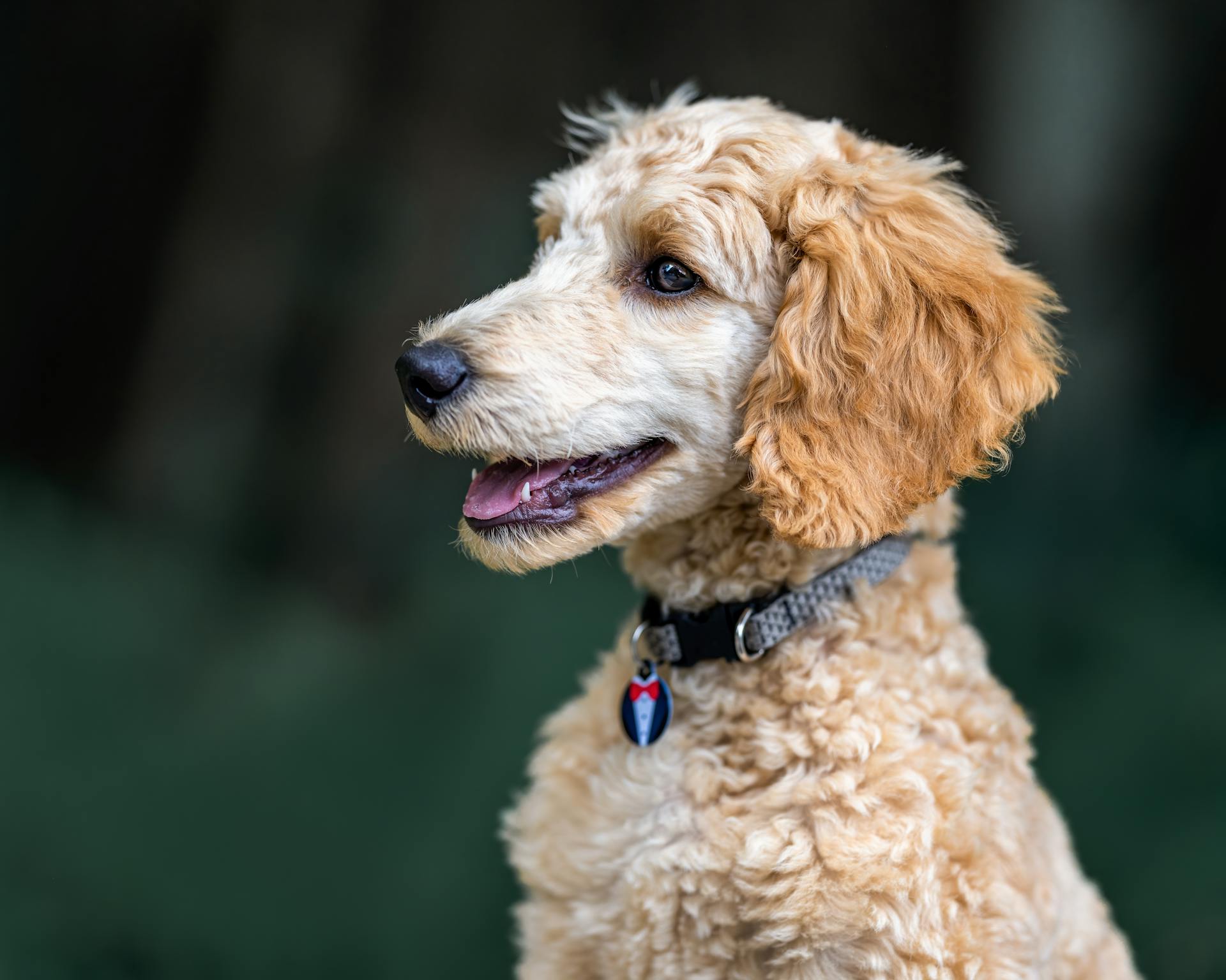 Brown Curly Dog with a Collar