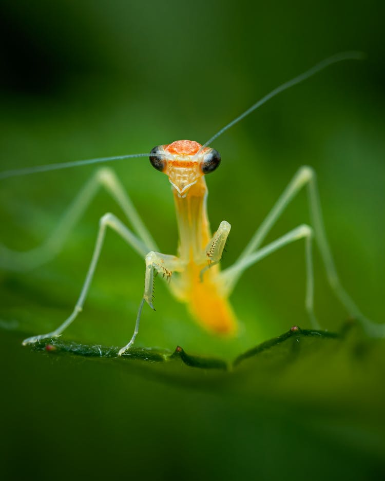 Macro Shot Of A Mantis On A Leaf