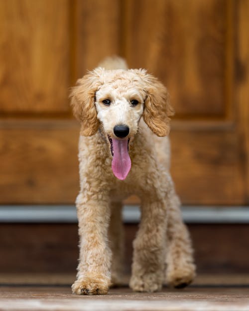 Selective Focus Photo of a Cute Goldendoodle