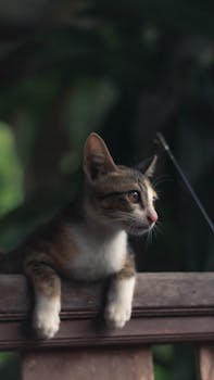 Adorable kitten perched on a wooden railing, looking intrigued in a lush outdoor setting.