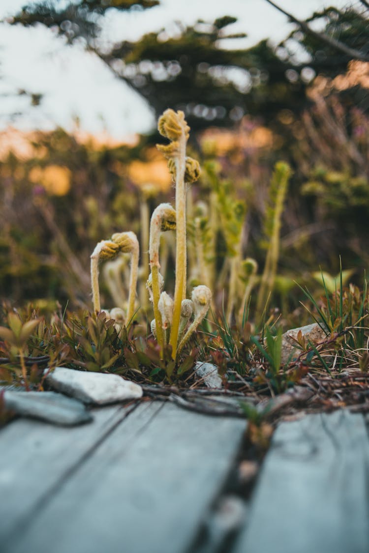 Close-Up Shot Of Fiddleheads