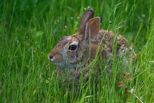Free 兔子, 動物, 動物攝影 的 免费素材图片 Stock Photo