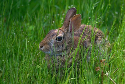 Free A cute brown rabbit nestled in a lush green grass field in spring. Stock Photo