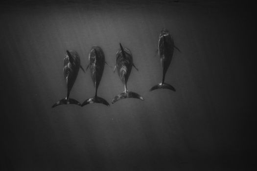 dolphin photo