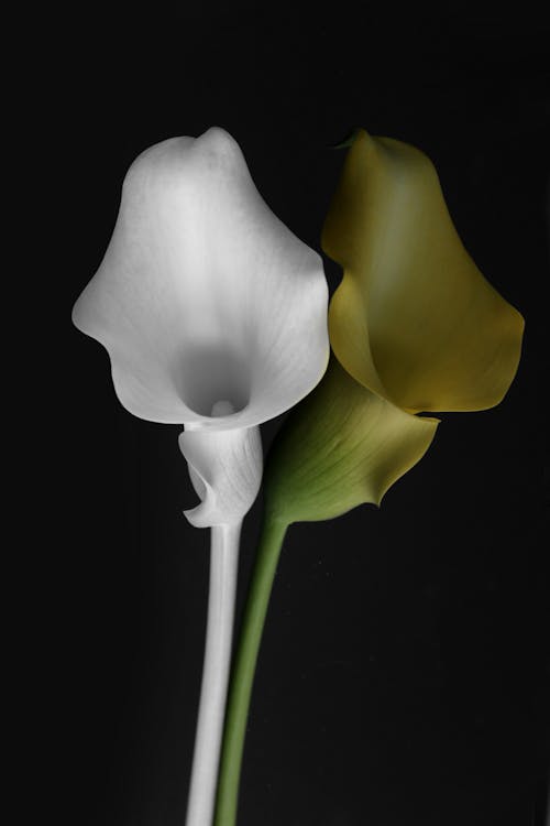 Free Close-Up Shot of White and Yellow Calla Lilies in Bloom Stock Photo
