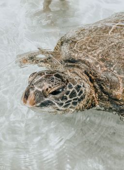 A detailed view of a turtle swimming in crystal clear water, highlighting the intricate patterns on its shell.
