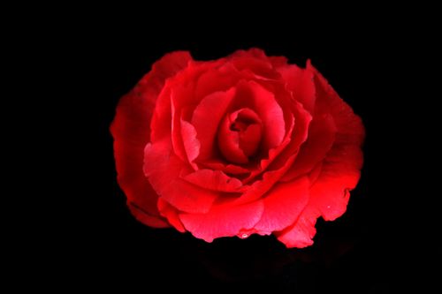 Free Close-up of a vibrant red rose with detailed petals on a dramatic black background, perfect for nature visuals. Stock Photo