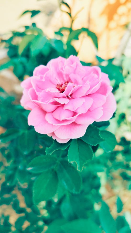 Foto stok gratis alam, berbunga, bunga merah jambu