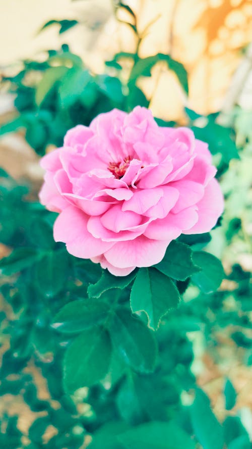 Close-Up Shot of a Pink Rose in Bloom