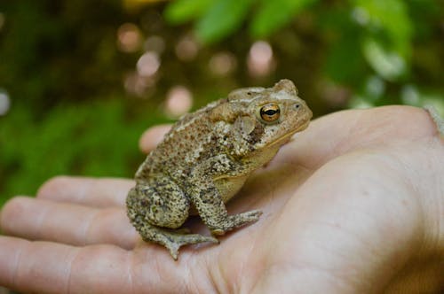 Free Close-Up Shot of a Frog on the Palm of a Person Stock Photo