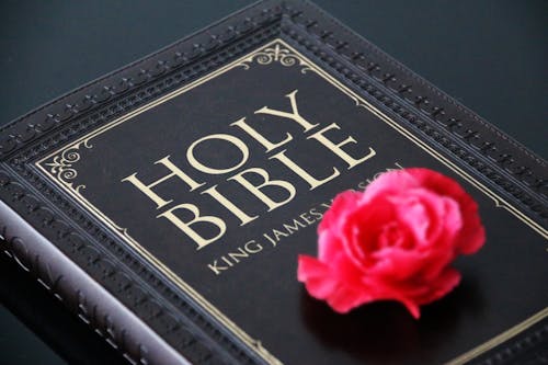 Free Close-Up Shot of a Pink Rose on a Bible Stock Photo