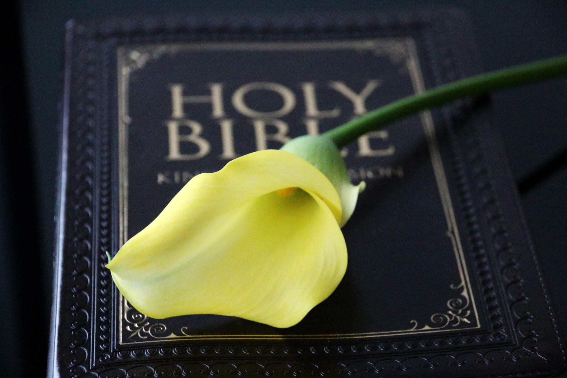 A close-up shot of a yellow calla lily resting on a Holy Bible, symbolizing peace and spirituality.