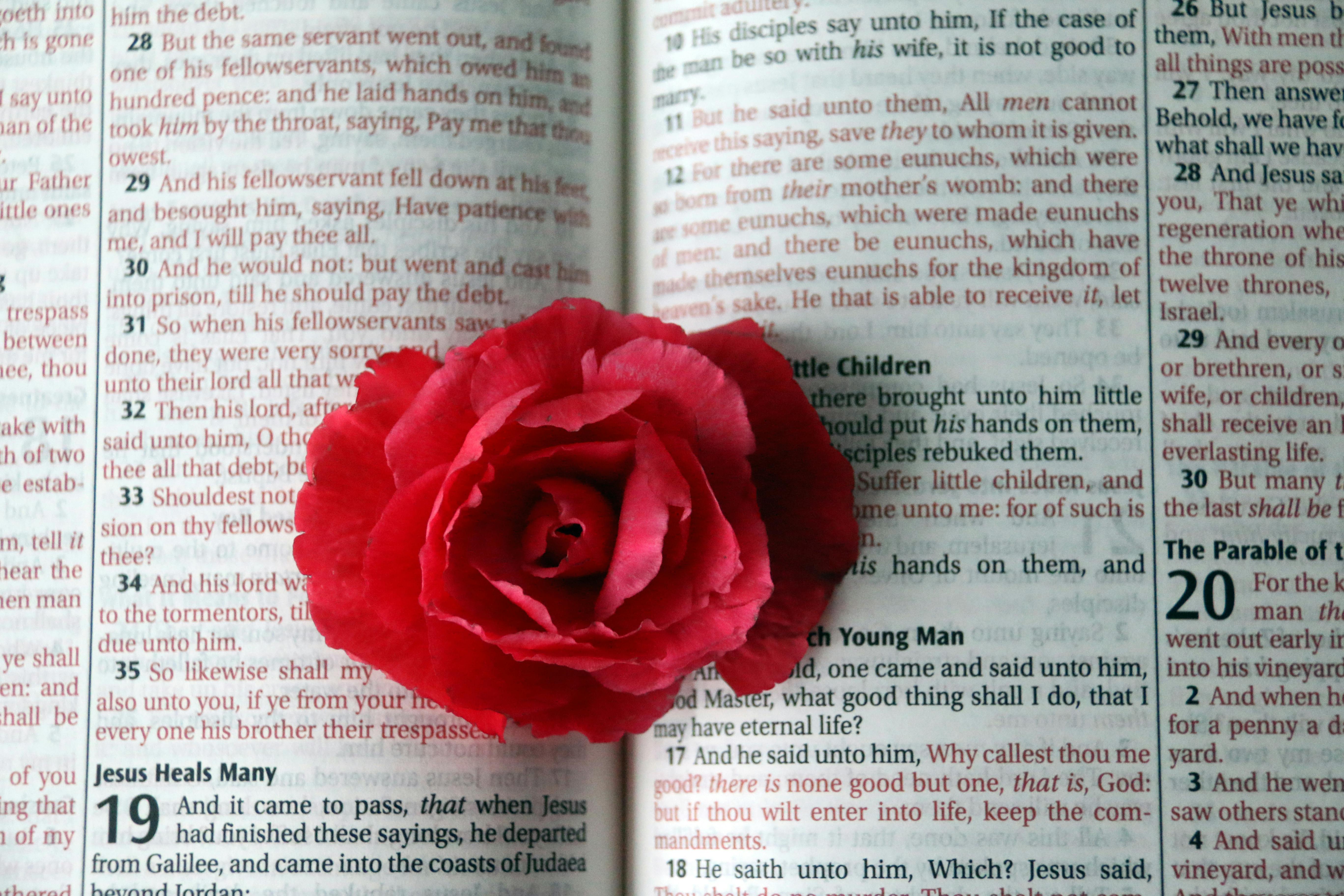 A delicate pink rose rests on an open Bible, symbolizing love and faith.
