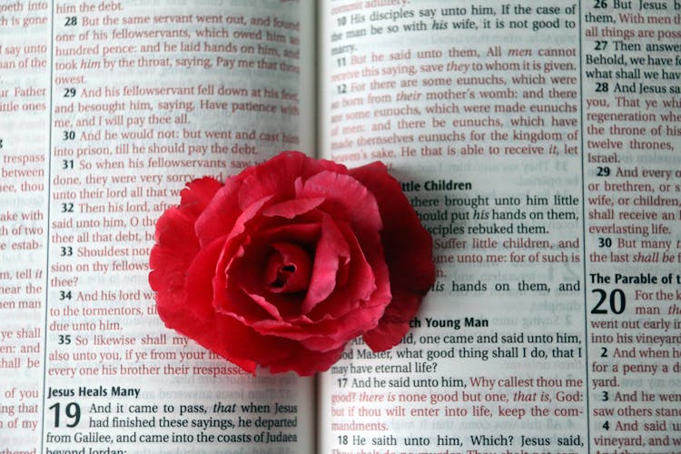 A Rose In Between Pages Of A Bible 