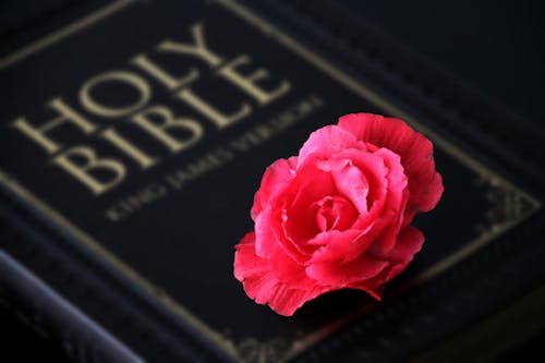 Free Close-Up Shot of a Pink Rose on a Bible Stock Photo