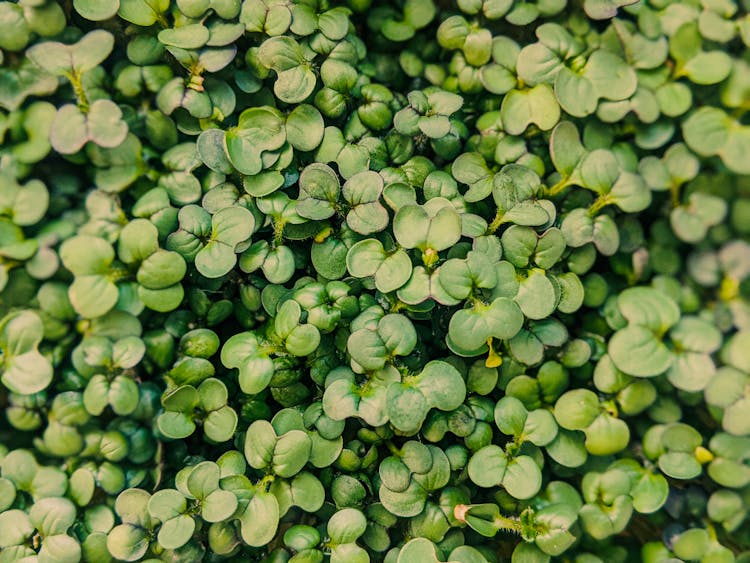 Leaves Of Arugula Microgreens In Garden