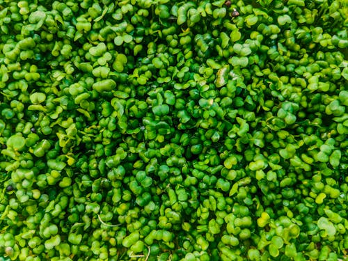 Top view of fresh organic arugula microgreens with green leaves growing on dense bush in garden on summer day in rural area